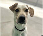 Small #2 Labrador Retriever Mix