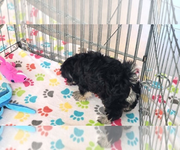 Medium Photo #3 Havanese Puppy For Sale in ORO VALLEY, AZ, USA