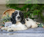 Puppy Jimbo Cocker Spaniel
