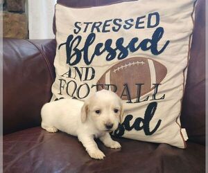 Dachshund Puppy for sale in GALENA, KS, USA