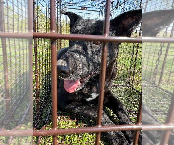 Medium Photo #2 Shepradors Puppy For Sale in Claremore, OK, USA