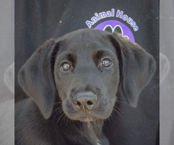 Medium Photo #6 Mutt Puppy For Sale in Huntley, IL, USA
