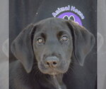 Small #5 Mutt