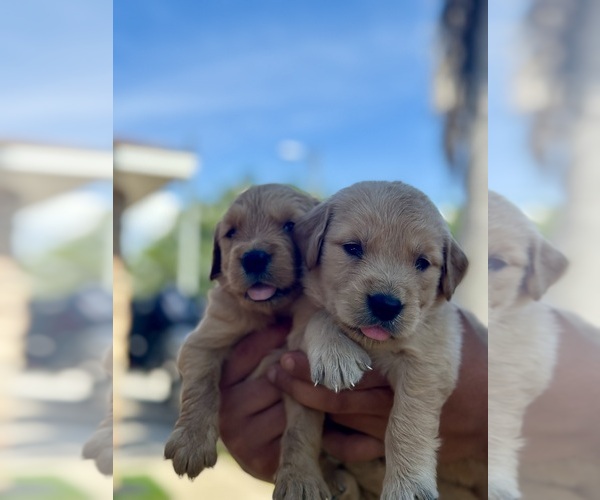 Medium Photo #3 Golden Retriever Puppy For Sale in TAMPA, FL, USA