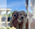 Small #2 Golden Retriever
