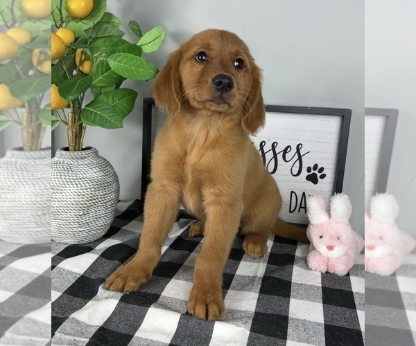 Medium Photo #2 Golden Retriever Puppy For Sale in FRANKLIN, IN, USA