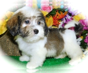 Havanese Puppy for sale in HAMMOND, IN, USA