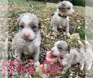 Aussiedoodle Puppy for sale in INDEPENDENCE, MO, USA