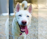 Simba 2 - Male Siberian Husky-Unknown Mix Dog for Adoption - Small photo
