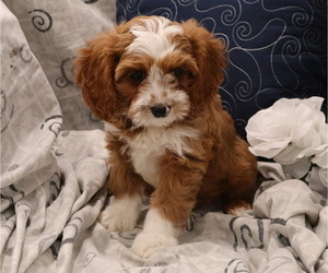 Cavapoo Puppy for sale in THORP, WI, USA