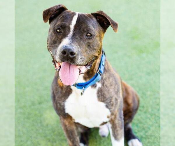 Medium Photo #1 American Pit Bull Terrier Puppy For Sale in Camarillo, CA, USA