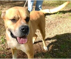 Boxer-Unknown Mix Dogs for adoption in Frankston, TX, USA