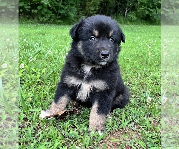 Medium Photo #2 Australian Shepherd Puppy For Sale in MEHERRIN, VA, USA