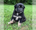 Small #1 Australian Shepherd