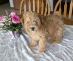 Small #1 Poodle (Miniature)
