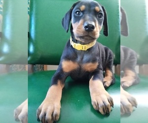Doberman Pinscher Puppy for sale in TRAVELERS REST, SC, USA