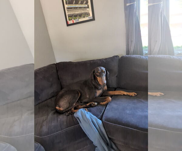Medium Photo #3 Doberman Pinscher Puppy For Sale in Minneaoplis, MN, USA
