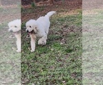 Small #8 Goldendoodle