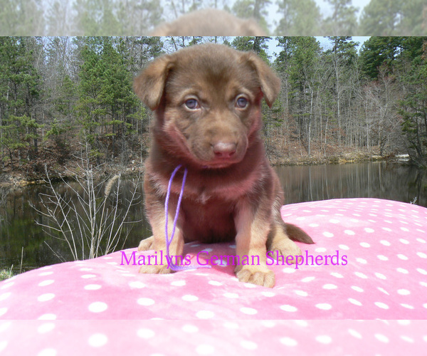Medium Photo #6 German Shepherd Dog Puppy For Sale in PIEDMONT, MO, USA