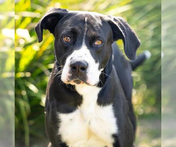 Medium Photo #1 Great Dane-Unknown Mix Puppy For Sale in Camarillo, CA, USA