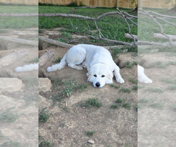 Medium Photo #1 Great Pyrenees-Unknown Mix Puppy For Sale in Aurora, IN, USA