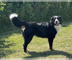 Father of the Bernedoodle puppies born on 04/23/2026