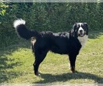 Small Photo #1 Bernedoodle Puppy For Sale in SPRINGFIELD, OH, USA