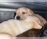 Small Photo #9 Labrador Retriever Puppy For Sale in AMBOY, WA, USA