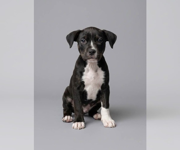Medium Photo #1 American Staffordshire Terrier-Unknown Mix Puppy For Sale in Holly Springs, NC, USA