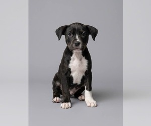American Staffordshire Terrier-Unknown Mix Dogs for adoption in Holly Springs, NC, USA