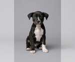 Small American Staffordshire Terrier Mix