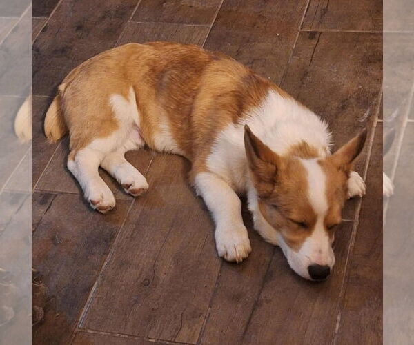 Medium Photo #2 Unknown-Welsh Corgi Mix Puppy For Sale in Grafton, WI, USA