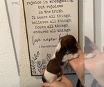 Small Photo #17 Dachshund Puppy For Sale in HONDO, TX, USA