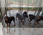Small Photo #88 Rottweiler Puppy For Sale in RIEGELWOOD, NC, USA