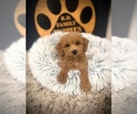 Image preview for Ad Listing. Nickname: Oscar
