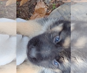 German Shepherd Dog Puppy for sale in DYERSBURG, TN, USA