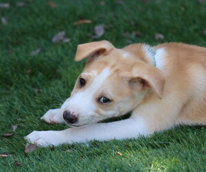 Siberian Husky-Unknown Mix Dogs for adoption in San Diego, CA, USA