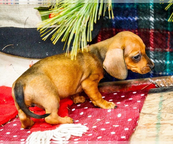 Medium Photo #7 Dachshund Puppy For Sale in WAKARUSA, IN, USA