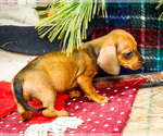 Small #6 Dachshund