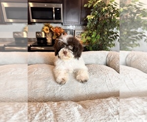 Cavapoo Puppy for sale in GREENWOOD, IN, USA