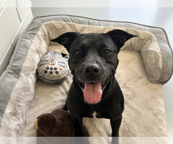 Medium Photo #3 American Pit Bull Terrier Puppy For Sale in Ocala, FL, USA