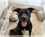 Small #2 American Pit Bull Terrier