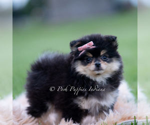 Medium Pomeranian