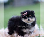 Puppy Ashley Pomeranian
