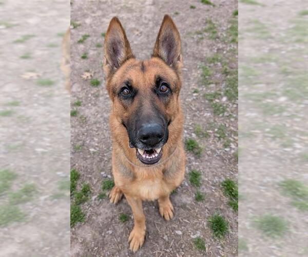 Medium Photo #2 German Shepherd Dog Puppy For Sale in Conroe, TX, USA