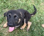 Small Photo #22 German Shepherd Dog Puppy For Sale in WINONA, MN, USA