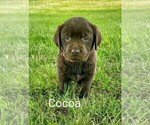 Puppy 1 Labrador Retriever