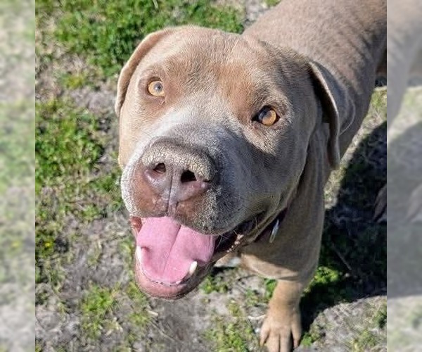 Medium Photo #4 Mutt Puppy For Sale in Houston, TX, USA