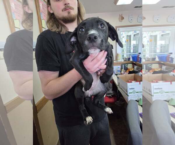 Medium Photo #2 Retriever -Unknown Mix Puppy For Sale in Martinsburg, WV, USA