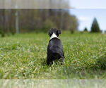 Small Photo #9 Boston Terrier Puppy For Sale in WARSAW, IN, USA